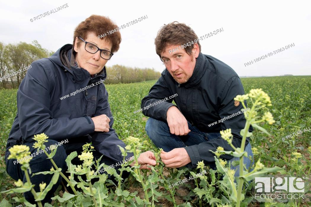 Stock Photo: 24 April 2018,  Germany, Alt-Negentin: Margit Nagel (L), head of the Plant Protection Service of Greifswald, and farmer Christian Ringenberg inspecting a plant.