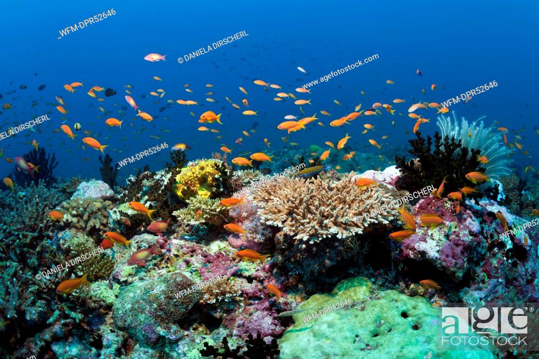 Stock Photo: Colored Coral Reef, North Male Atoll, Maldives.