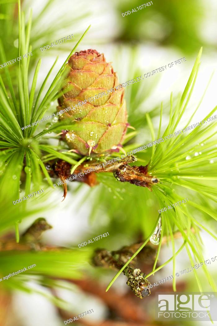 Larix Kaempferi Japanese Larch Bonsai Tree Stock Photo Picture And Rights Managed Image Pic Dod Al1077431 Agefotostock