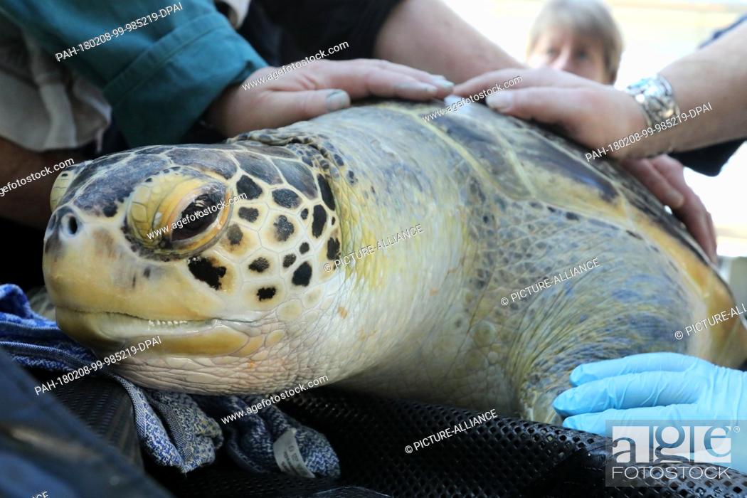 Stock Photo: A green turtle is treated on her annual medical check-up at the German Oceanographic Museum in Stralsund, Germany, 8 February 2018.