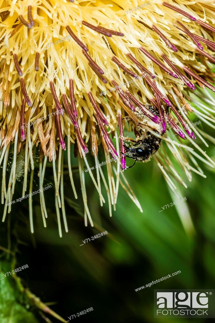 Stock Photo: Mining Bee (Andrena carolina) Covered in Pollen and Feeding on Virginia Thistle (Carduus virgianus).