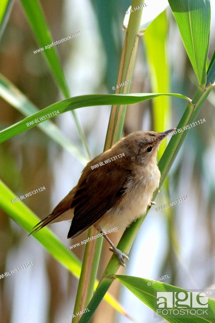 Imagen: reed warbler Acrocephalus scirpaceus, fully fledged young bird on reed, Germany, Bavaria, Staffelsee.