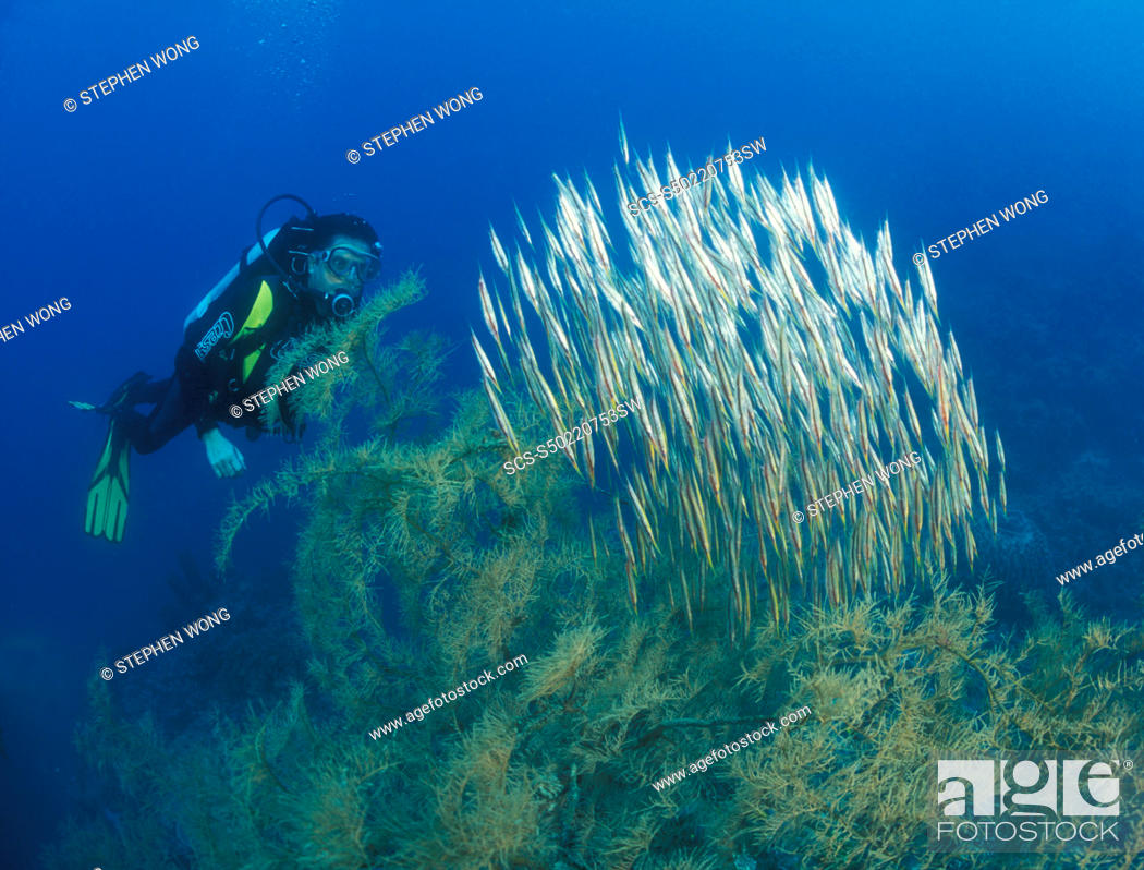 Stock Photo: Razor or Shrimp Fish Aeoliscus strigatus diver and Black Coral Gorontalo, Sulawesi, Indonesia.