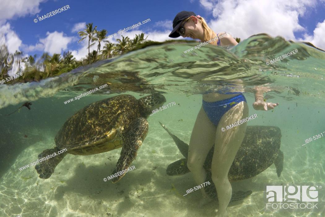 Stock Photo: Touristing and Green Turtles (Chelonia mydas), Oahu Island, Hawaii, Green turtle Green Turtle, USA, North America.