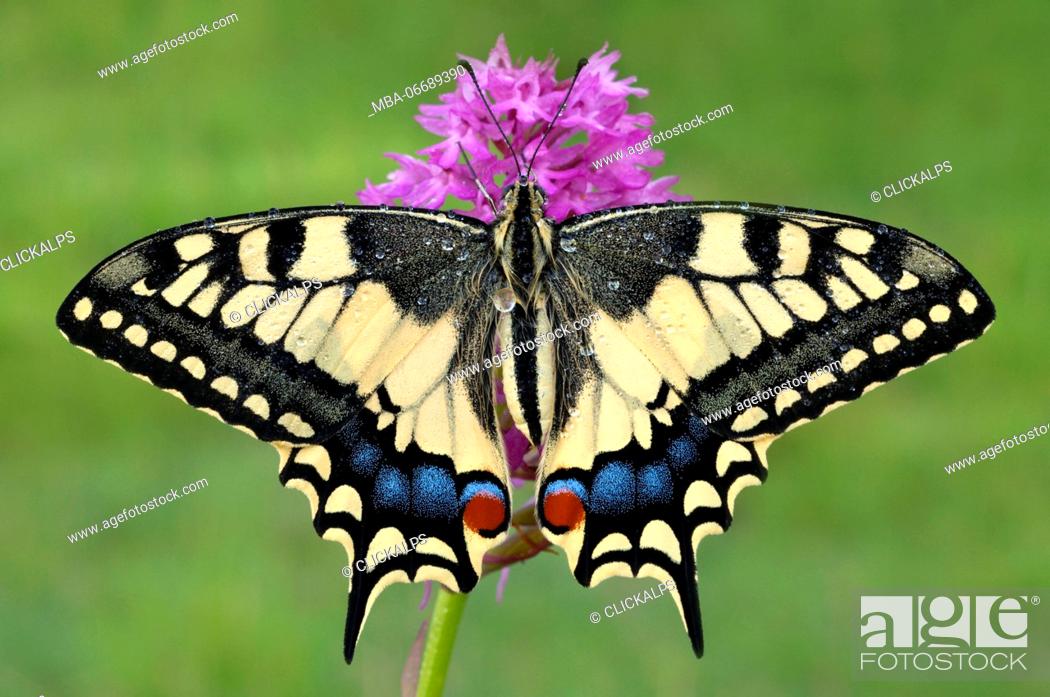 Stock Photo: Papilio machaon, Casareggio, Liguria, Italy.
