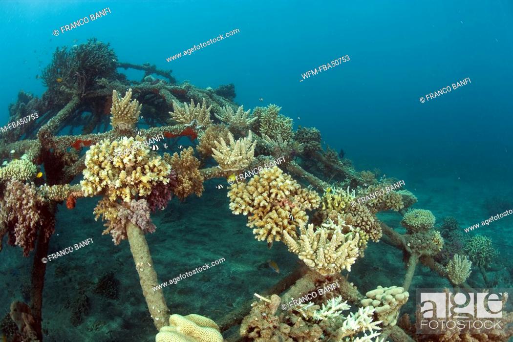 Stock Photo: Structure of bio-rock, method of enhancing the growth of corals and aquatic organisms, Pemuteran project, Bali Island, Indonesia.