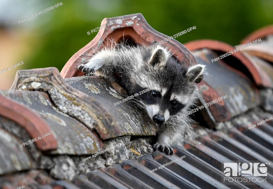 Stock Photo: 28 May 2020, Berlin: A raccoon peeps out of his hiding place. The small bear, called Elma, sets off on his nightly forays.