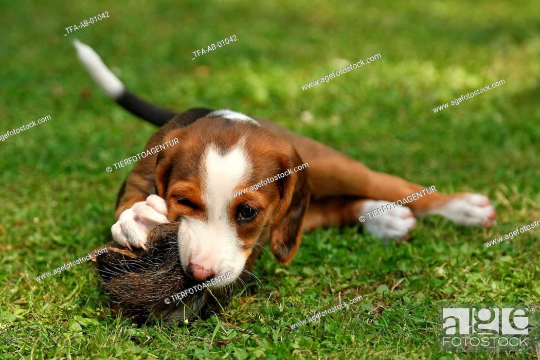 Braque Saint Germain Puppy Stock Photo Picture And Rights Managed Image Pic Tfa Ab 01042 Agefotostock