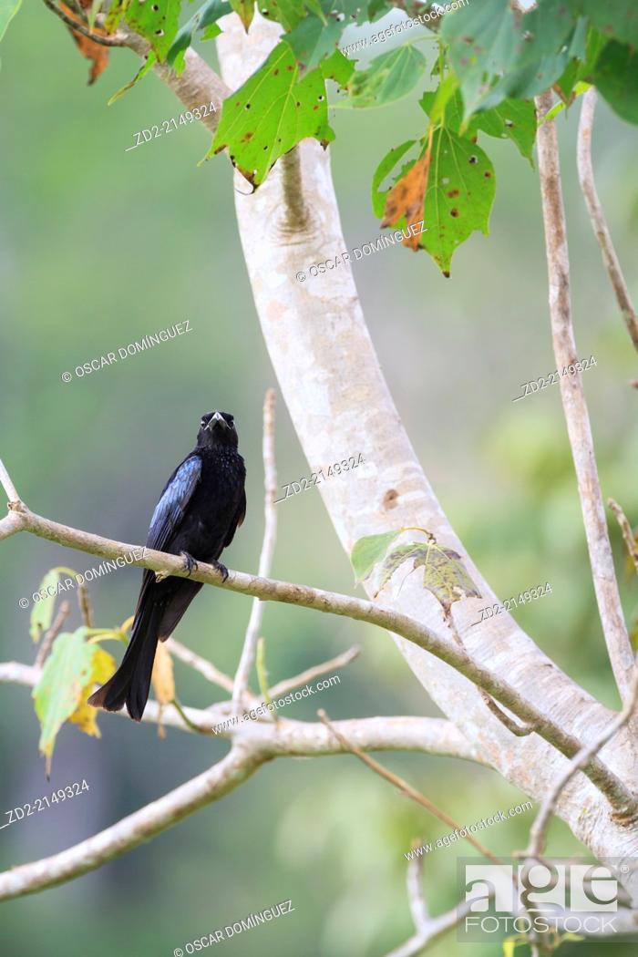 Hair-crested Drongo (Dicrurus hottentottus) perched on branch, Stock Photo,  Picture And Rights Managed Image. Pic. ZD2-2149324 | agefotostock