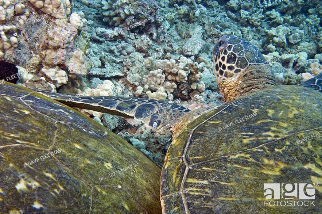 Stock Photo: Hawaii, Closeup on shells of two Green Sea Turtles Chelonia mydas on colorful coral reef, one tagged 'k-11' by National Marine Fisheries Service.
