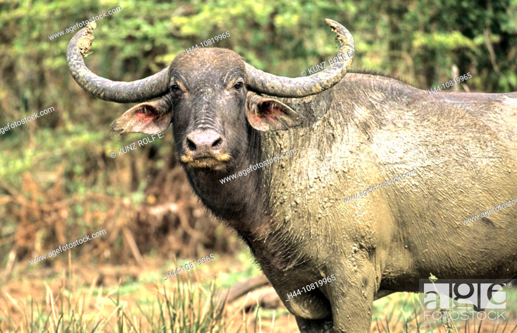 aquatic buffalos, portraits, Sri Lanka, Asia, animals, Bubalis bubalis,  wild animal, Yala national, Stock Photo, Picture And Rights Managed Image.  Pic. H44-10819965 | agefotostock