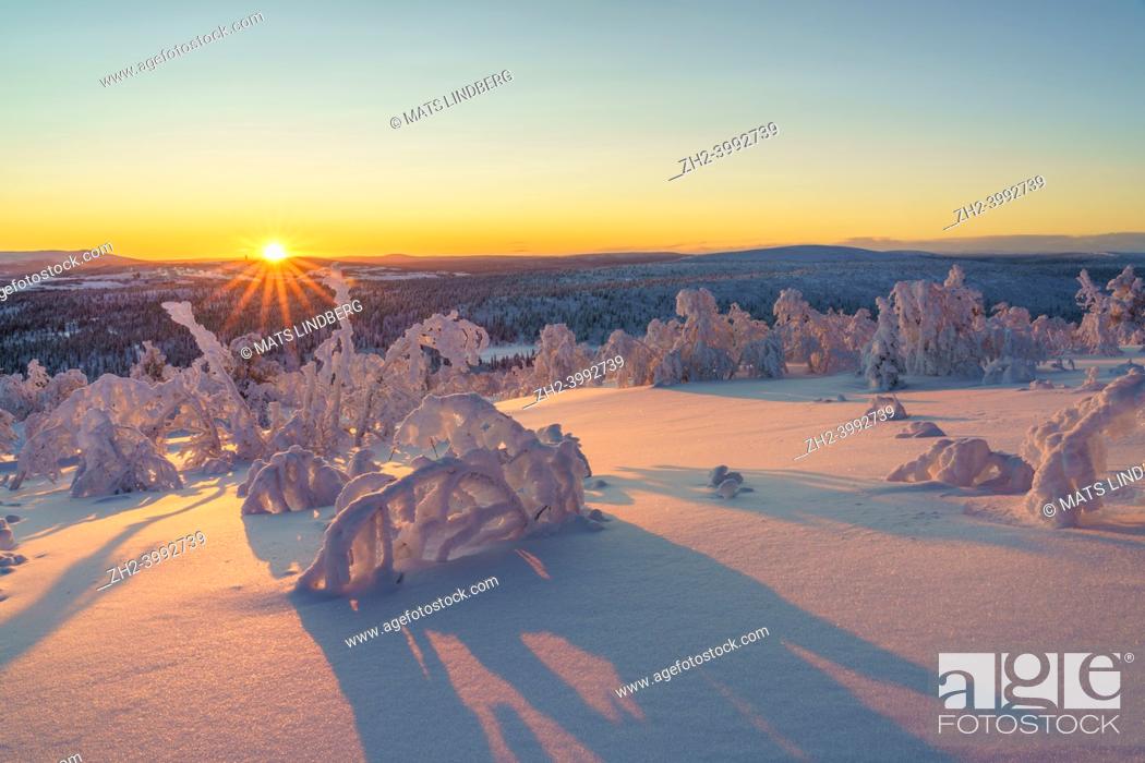 Stock Photo: Winter landscape at sundown with snowy trees, colorull sky and direct light, Gällivare county, Swedish Lapland, Sweden.