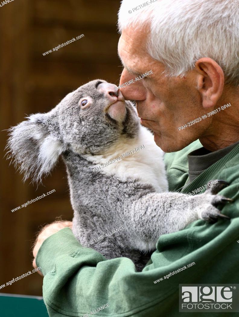 Stock Photo: 23 May 2022, Saxony, Dresden: Olaf Lohnitz, animal keeper at Dresden Zoo, holds the female koala ""Sydney"" in his arms during a media appointment.