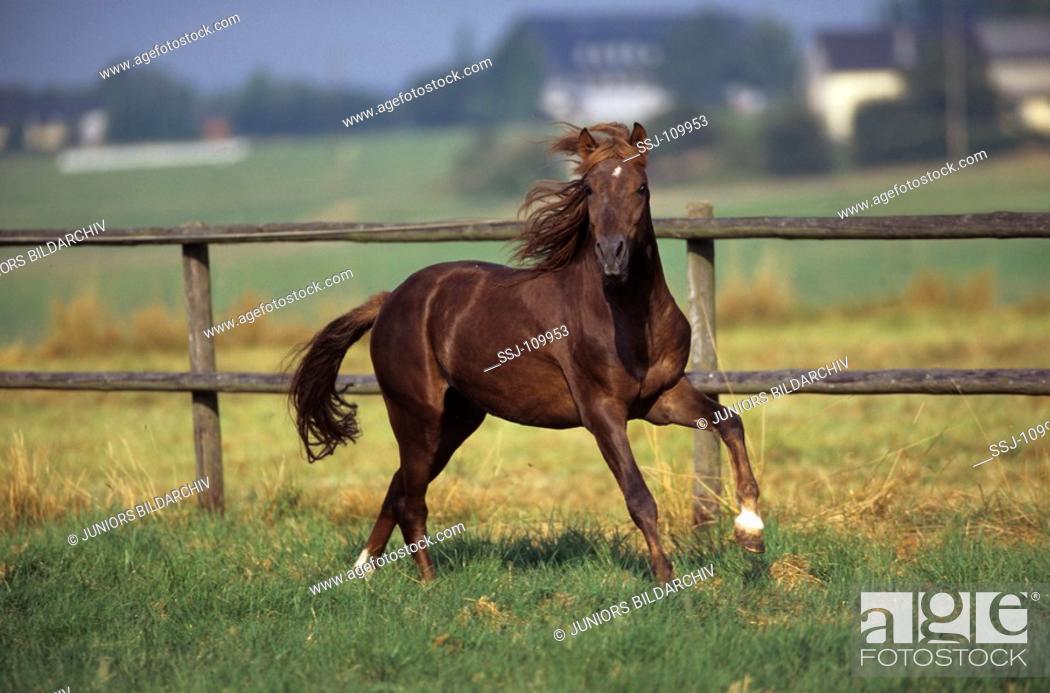 Stock Photo: animal, horse, Welsh-Mountain-Pony.