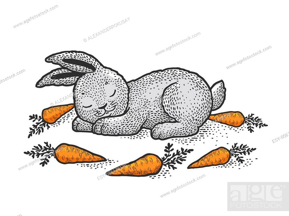 Cartoon sleeping bunny rabbit sketch engraving vector illustration, Stock  Vector, Vector And Low Budget Royalty Free Image. Pic. ESY-056178170 |  agefotostock