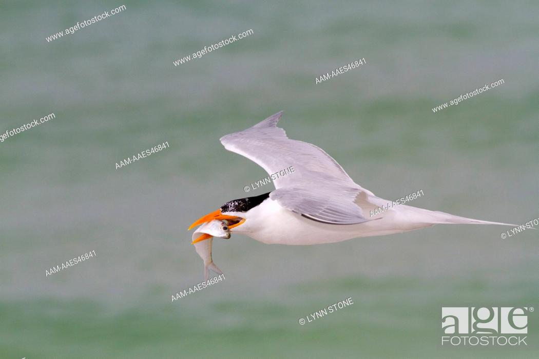 Imagen: Royal Tern (Thalasseus maxima) in breeding plumage, in flight with Scaled Sardine 'offering' for a female, who may or may not accept it.