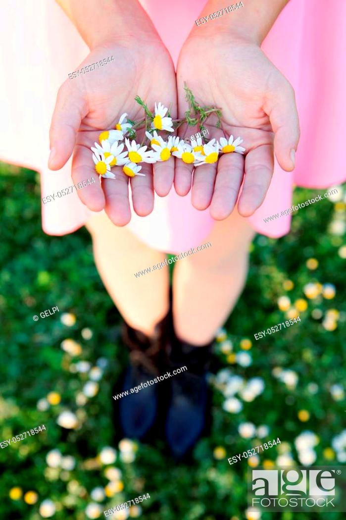 Stock Photo: Woman hands holding a daisies with pink blurred background.