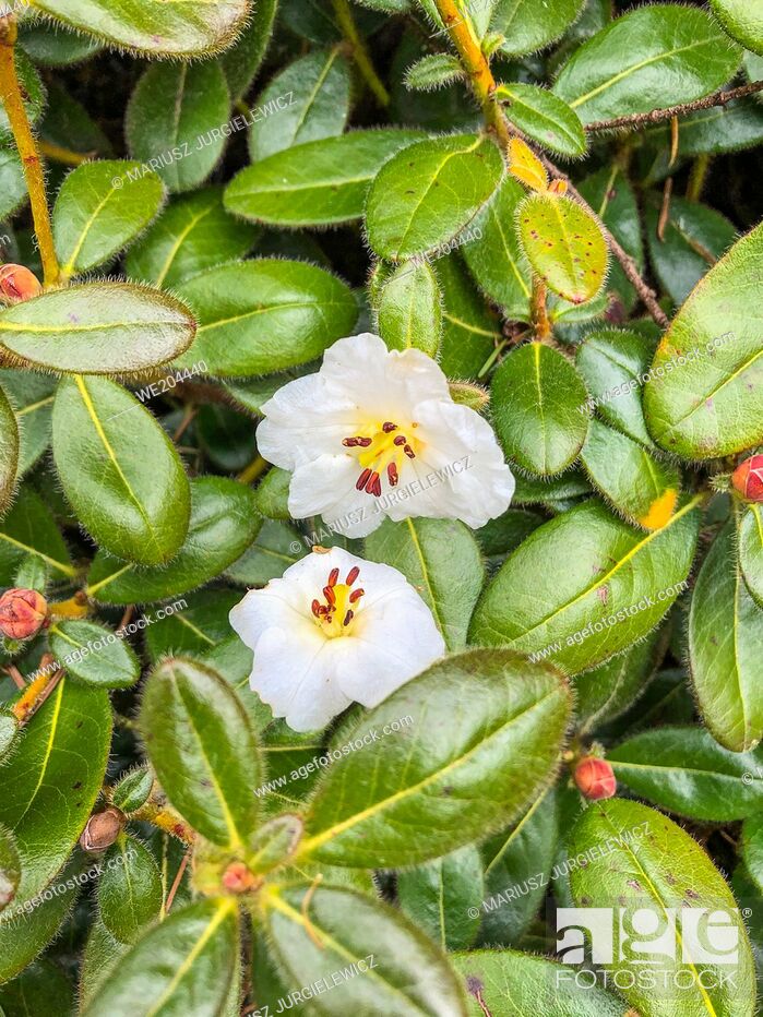 Stock Photo: Rhododendron leucaspis is a small shrub, to 1 m; young shoots densely covered with straight bristles. Leaves 3-4. 5 x 1. 8-2.