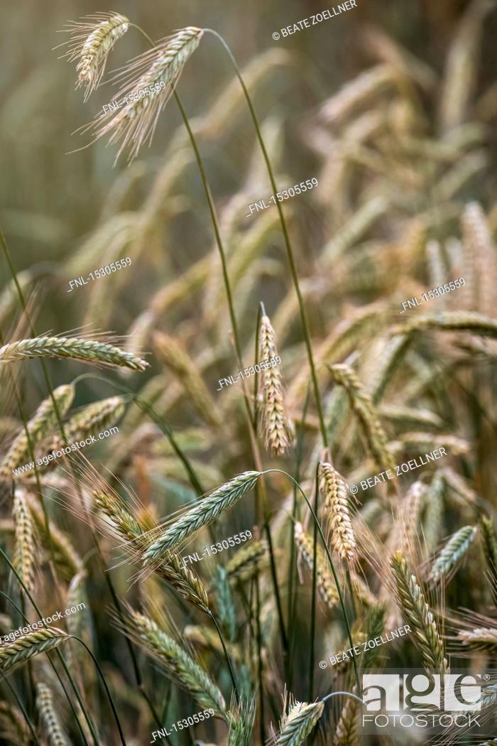 Stock Photo: Barley field, Schleswig-Holstein, Germany, Europe.