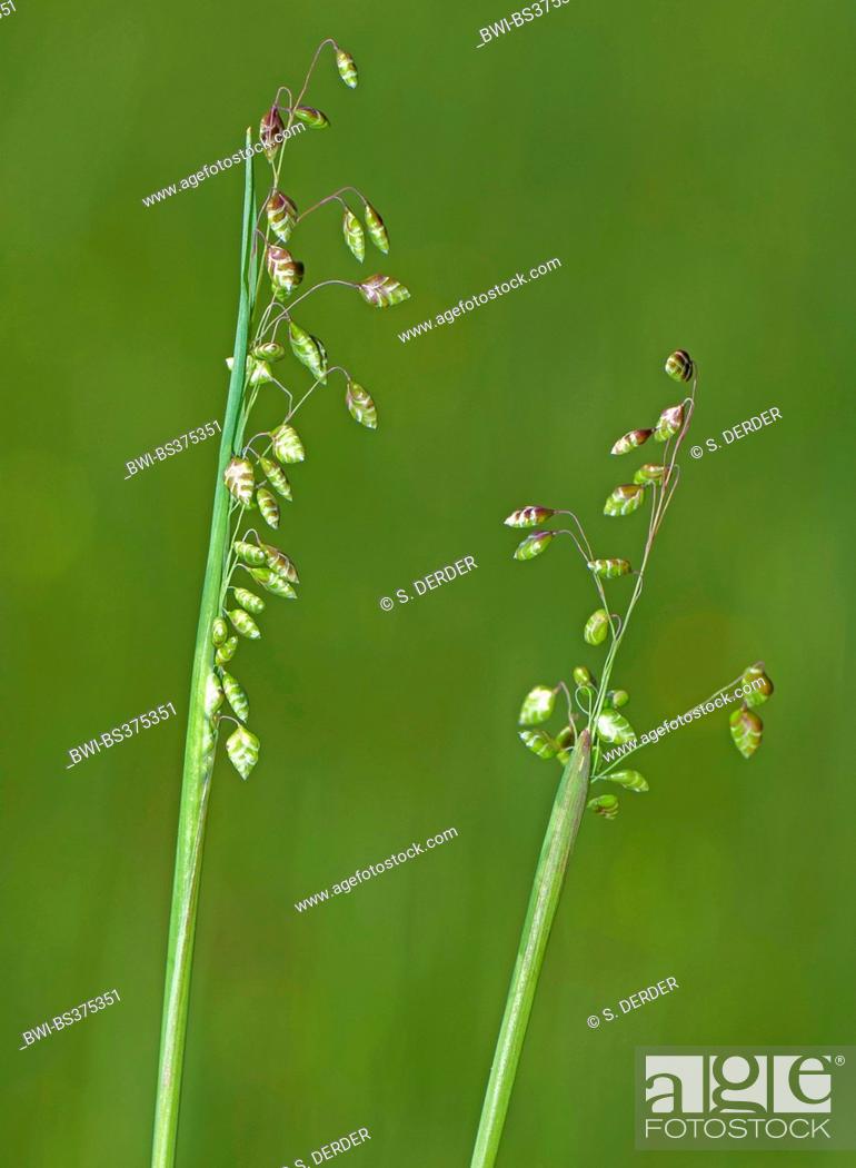 Quaking-grass, Cow-quake, Didder, Dithering-grass, Dodder-grass, Doddering  Dillies, Doddle-grass, Stock Photo, Picture And Rights Managed Image. Pic.  BWI-BS375351 | agefotostock