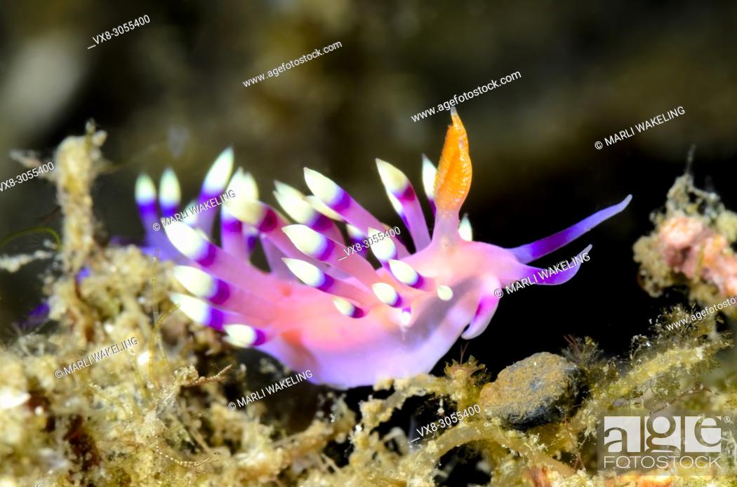 Stock Photo: sea slug or nudibranch, Coryphellina exoptata, Lembeh Strait, North Sulawesi, Indonesia, Pacific.