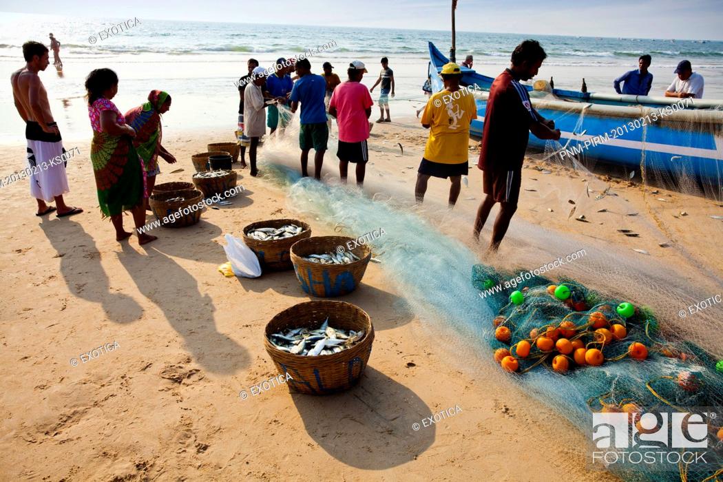 Imagen: Fishermen collecting their catch from the fishing net, Calangute Beach, Calangute, North Goa, Goa, India.