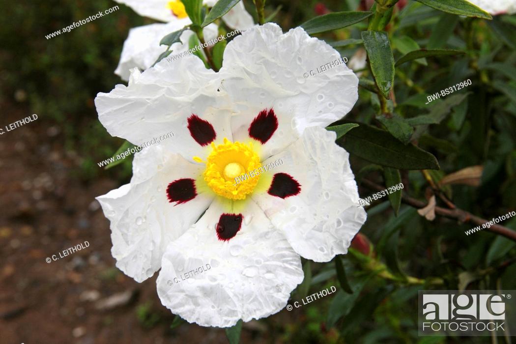Stock Photo: Gum Cistus, Gum Rockrose (Cistus ladanifer), flower, Portugal.