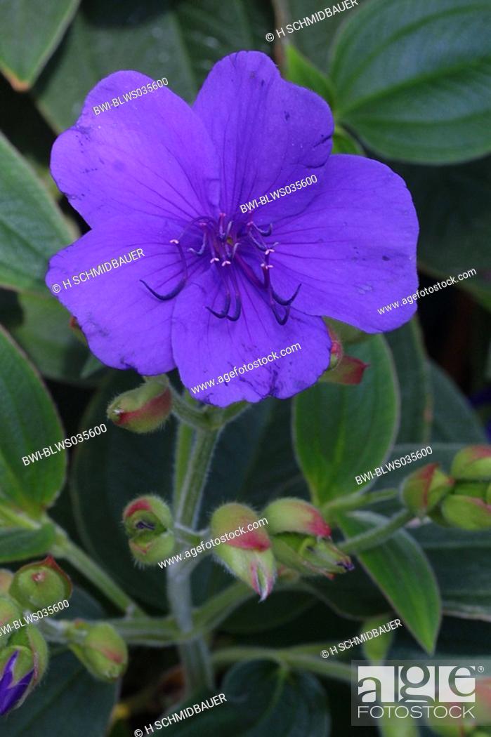 Stock Photo: princess flower, glory bush Tibouchina urvilleana, flower.