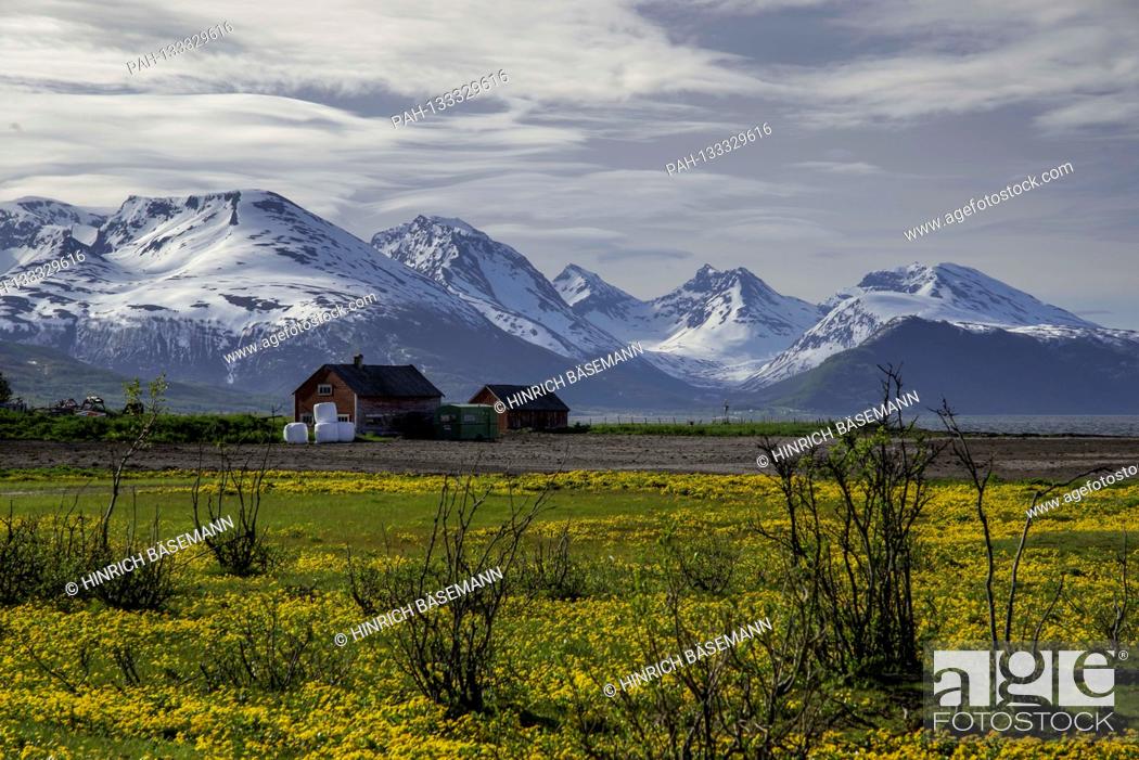 Stock Photo: late spring in northern Norway, june 2020 | usage worldwide. - Kvalöya/Troms/Norway.