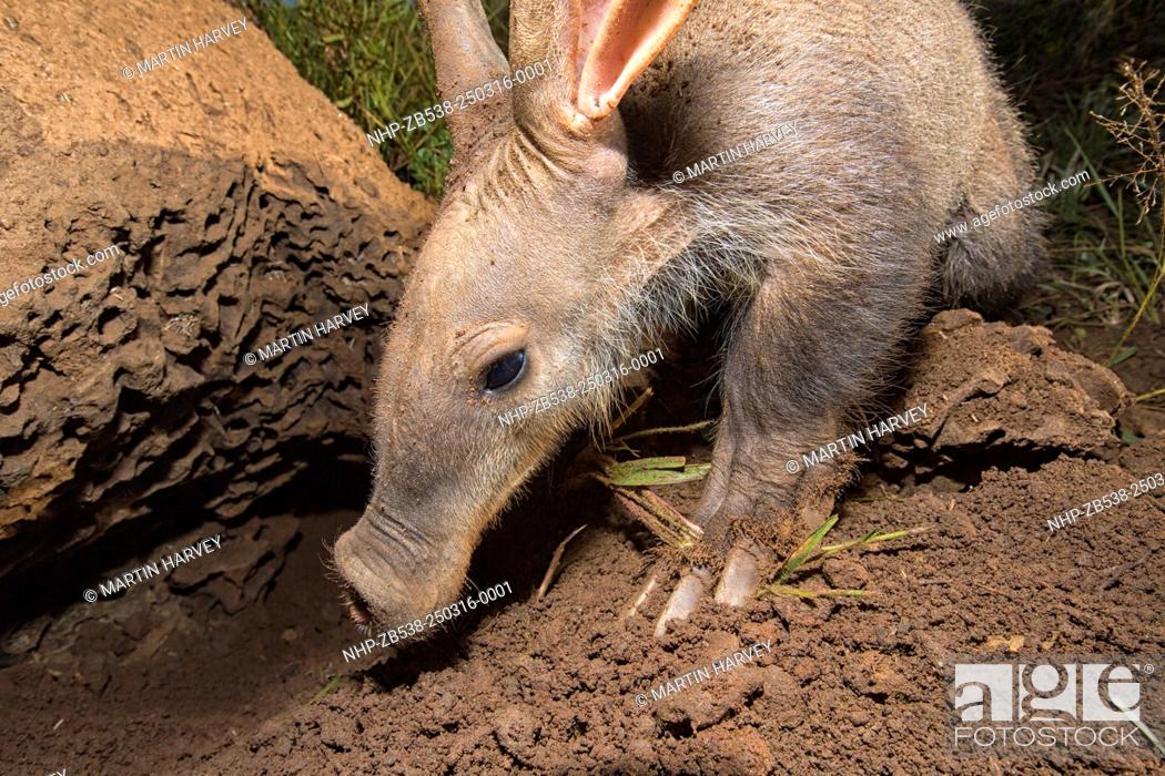 The Aardvark or Antbear is a burrowing, nocturnal animal native to Africa,  Stock Photo, Picture And Rights Managed Image. Pic. NHP-ZB538-250316-0001 |  agefotostock
