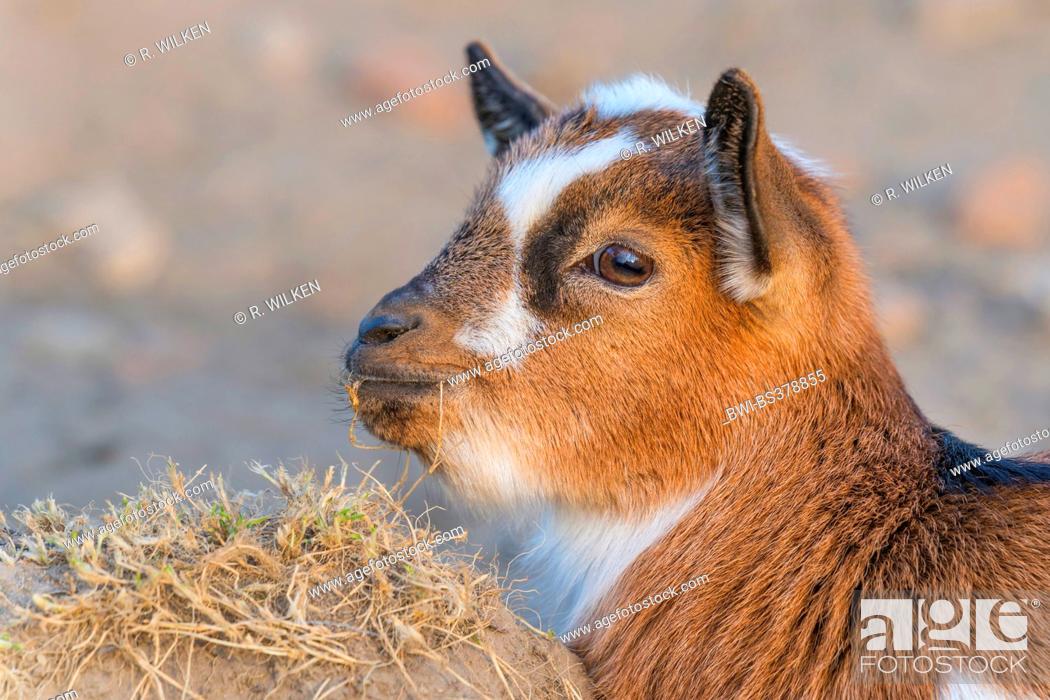 domestic goat (Capra hircus, Capra aegagrus f. hircus), got kid portrait in  profile, Germany, Stock Photo, Picture And Rights Managed Image. Pic.  BWI-BS378855 | agefotostock