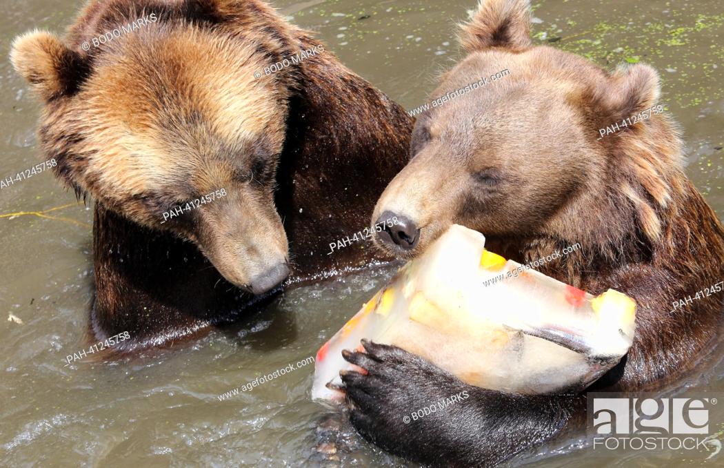 Stock Photo: The two Kamchatka brown bears Leonid (L) and Mascha (both 6 years old) fish an ice block filled with treats like fish, fruit and bread out of the water at the.