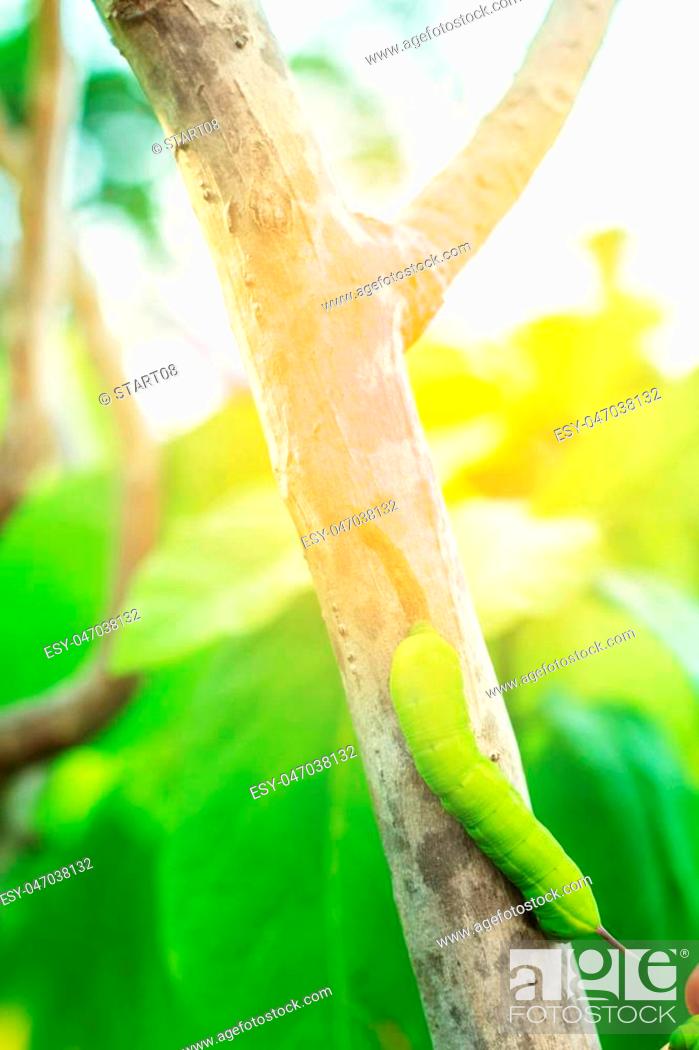 Stock Photo: Green worm on a branch in a garden.