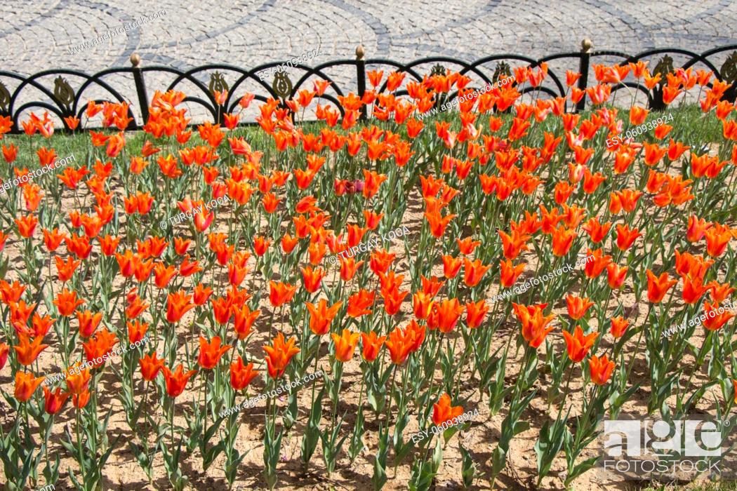 Imagen: Garden with blooming tulip flowers in spring garden.