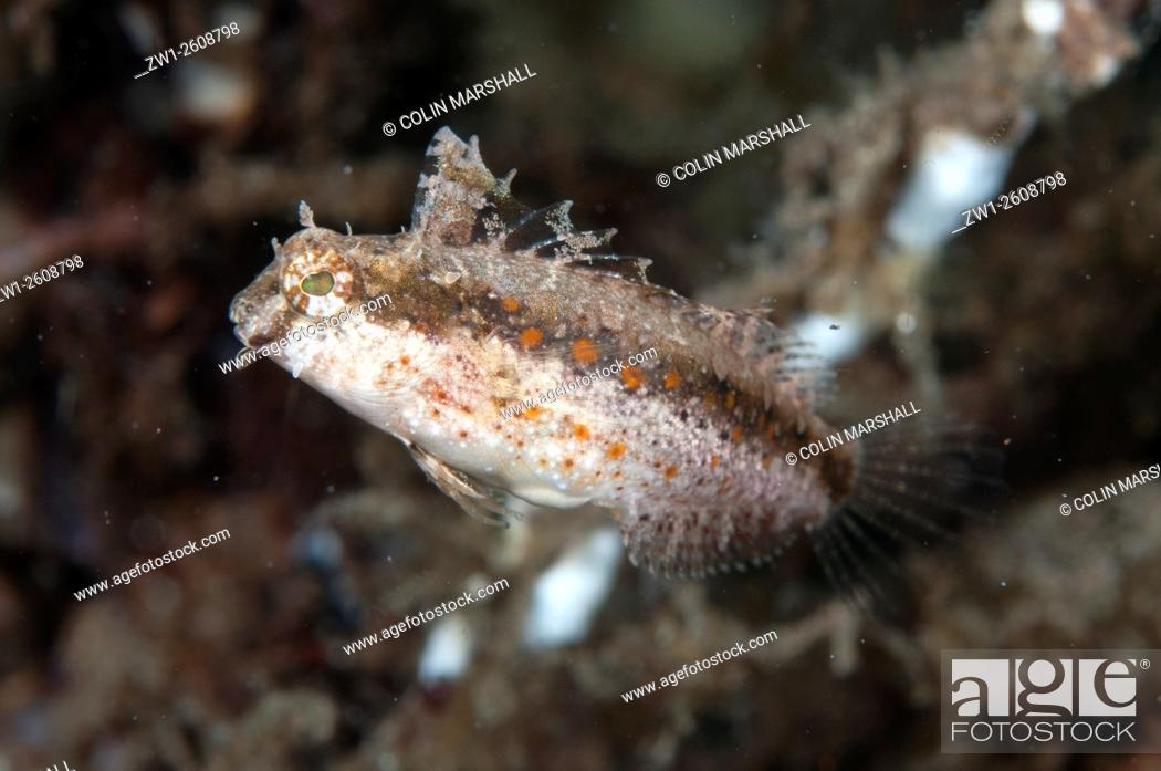 Imagen: Highfin Fangblenny (Petroscirtes mitratus), Air Bajo dive site, Lembeh Straits, Sulawesi, Indonesia.