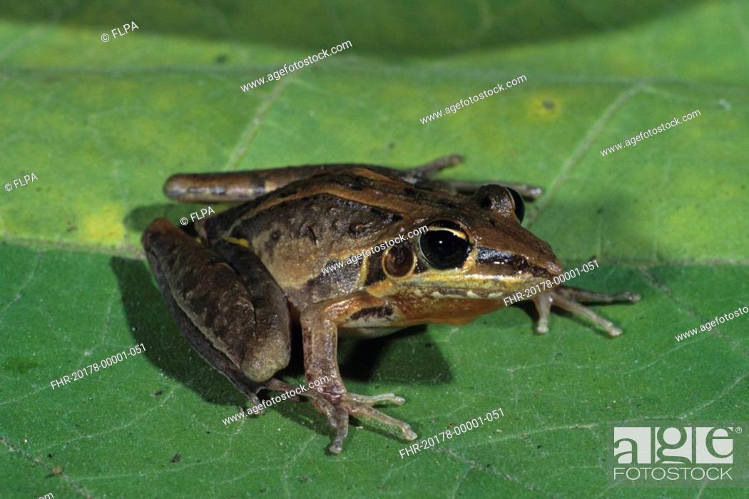 Stock Photo: Rocket Frog Litoria nasuta Close-up - on leaf.