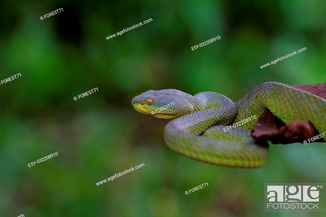 Imagen: Close up Yellow-lipped Green Pit Viper snake (Trimeresurus trigonocephalus) in nature from Thailand.