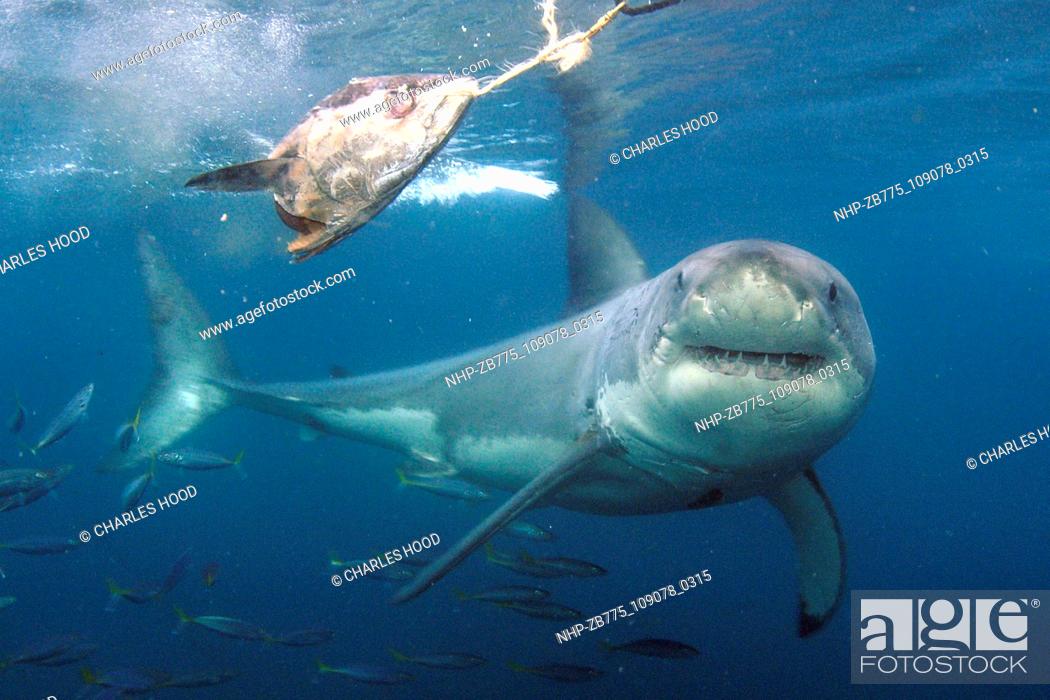 Stock Photo: Great white shark     Date: 07/11/2003  Ref: ZB775-109078-0315  COMPULSORY CREDIT: Oceans Image/Photoshot.