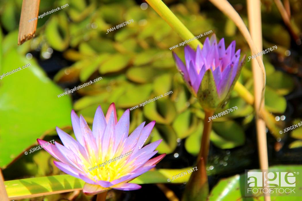 Stock Photo: Water lilies in the swamps of the White Nile river near Nyal, South Sudan, 26 March 2017. The area is located in the South Sudanese state of Unity.