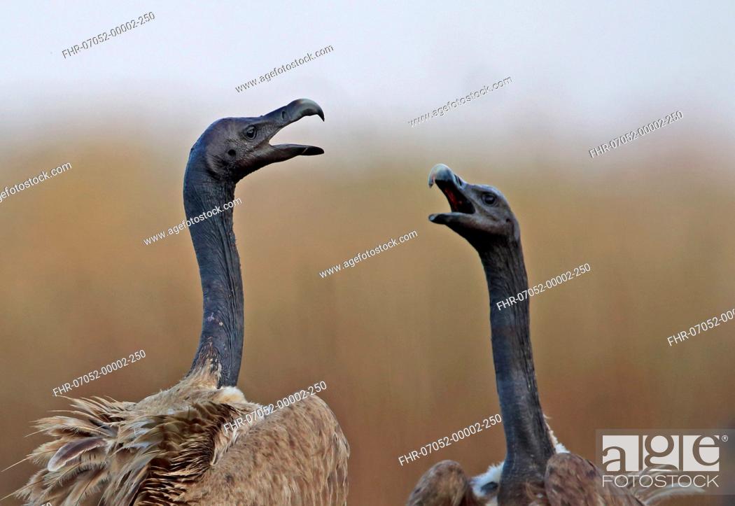 Stock Photo: Slender-billed Vulture (Gyps tenuirostris) two adults, close-up of heads and necks, squabbling at carrion, Veal Krous 'vulture restaurant', Cambodia, January.
