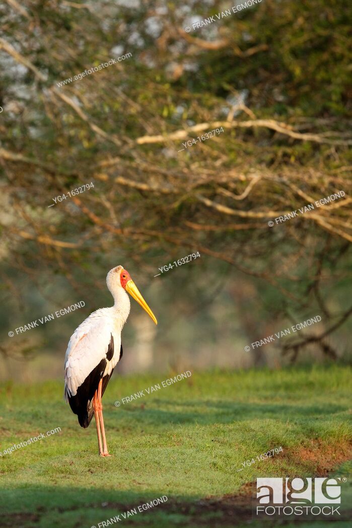 Imagen: Yellow-billed Stork Mycteria ibis Ndumo Game Reserve, Kwazulu-Natal, South Africa.