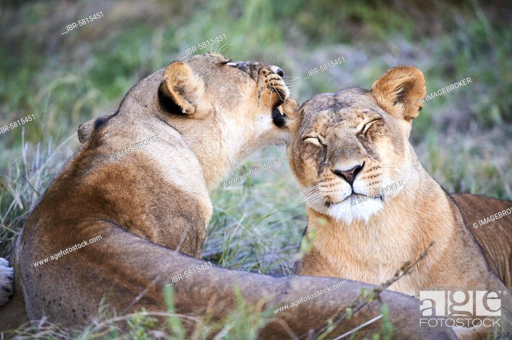 Stock Photo: Lioness licking another lioness (Panthera leo) Moremi Game Reserve, Okavango delta, Botswana, Africa.