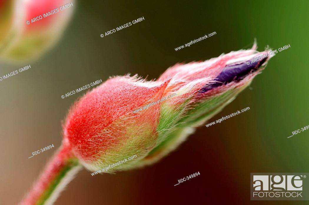 Stock Photo: Princess Flower, blossom bud / Tibouchina urvilleana / Glory Flower, Melastomataceae.