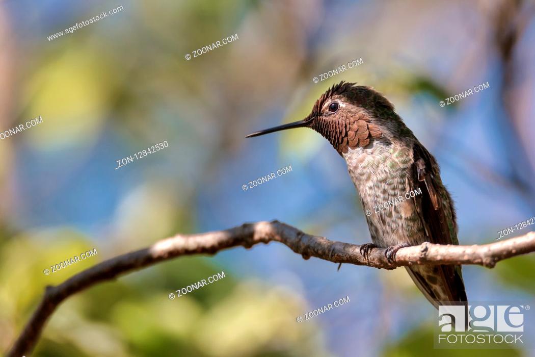 Stock Photo: Anna's Hummingbird, Color Image, Day, Northern California USA.