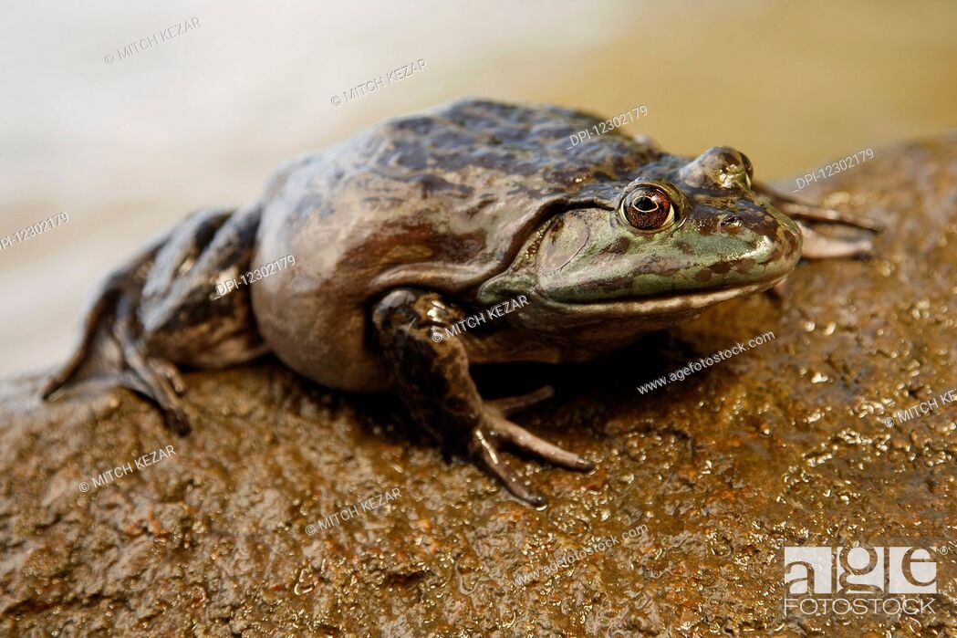 Stock Photo: Large Bullfrog On A Rock in a Lake.
