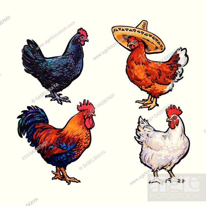 vector cartoon hand drawn sketch chicken set. Brown blue, white colored  rooster, cock, Stock Vector, Vector And Low Budget Royalty Free Image. Pic.  ESY-042807601 | agefotostock
