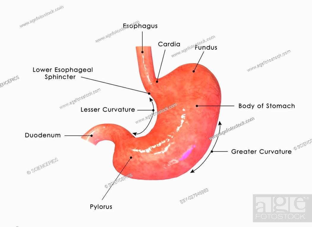 The stomach is a muscular, hollow, dilated part of the digestive system  which functions as an..., Stock Photo, Picture And Low Budget Royalty Free  Image. Pic. ESY-027946883 | agefotostock