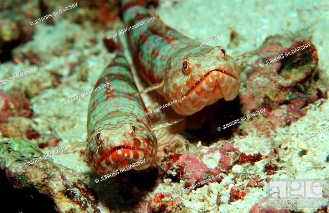 Stock Photo: Reef lizardfish , Synodus variegatus.