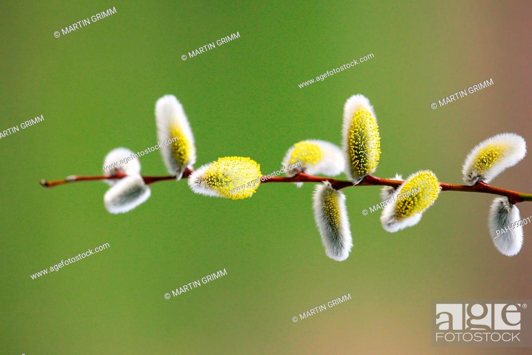 Stock Photo: Willow Catkin (Salix spec.), branch with male catkins, Brandenburg, Germany | usage worldwide. - /Brandenburg/Germany.