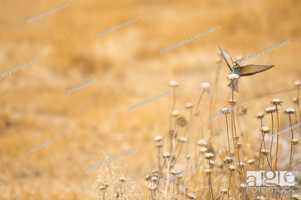 Stock Photo: European Bee Eater on a yellow field in Garrotxa, Catalonia, Spain.